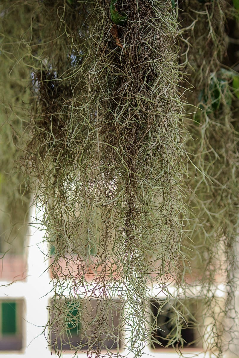 Air Plant